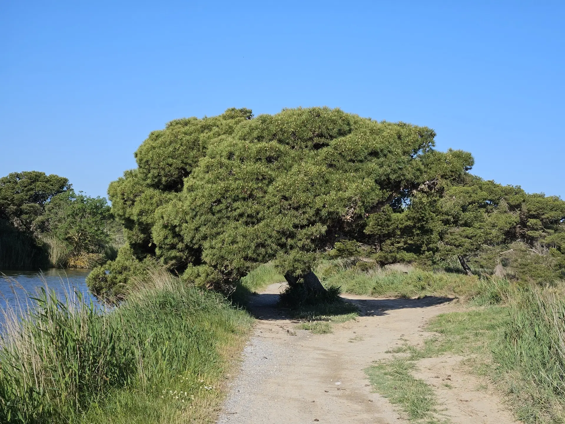 Sandweg auf der Landzunge mit einem alten verknoteten Baum, Wasser links
