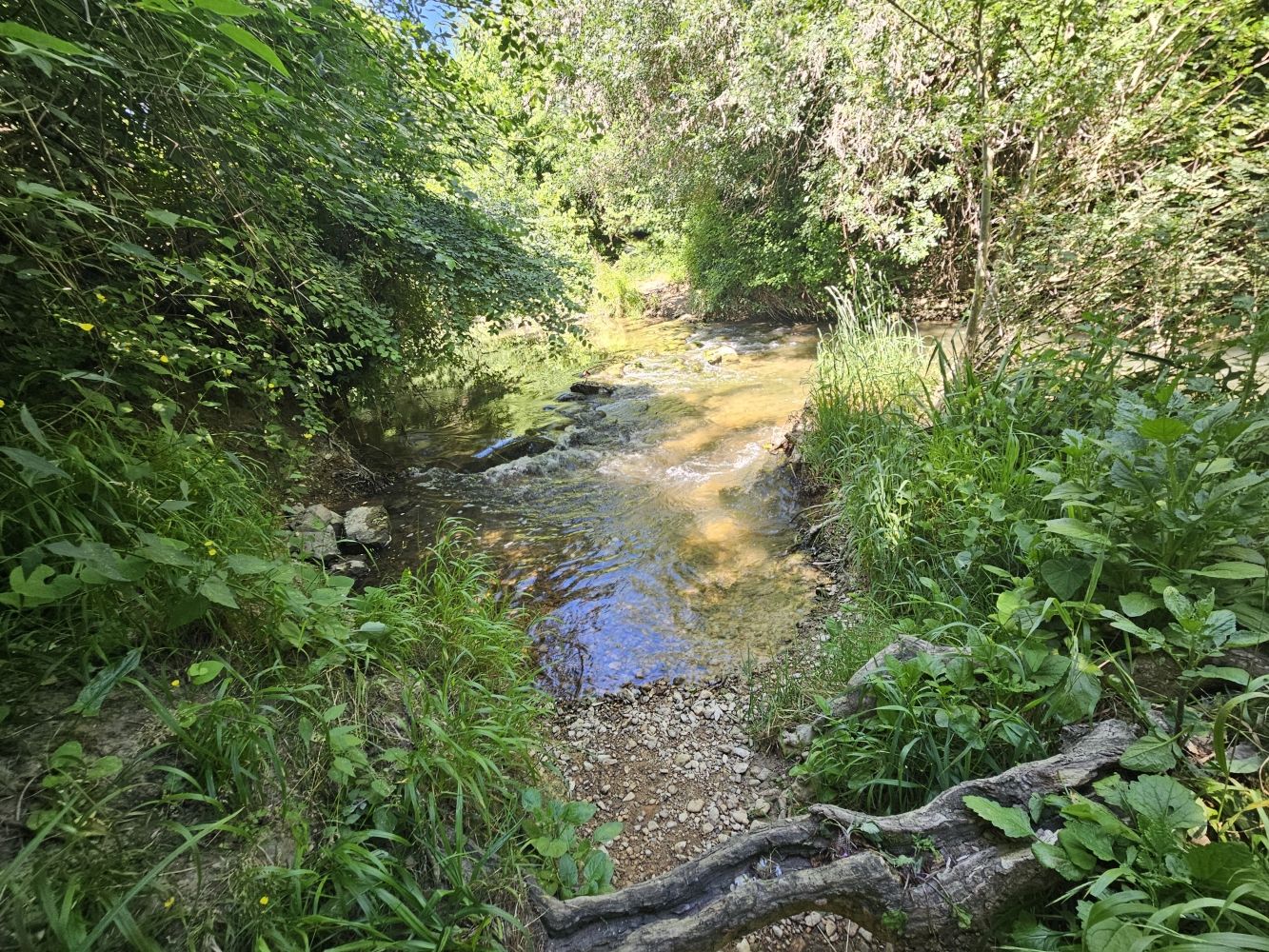 Flacher Bach im Wald auf dem Bergweg Richtung Montpellier